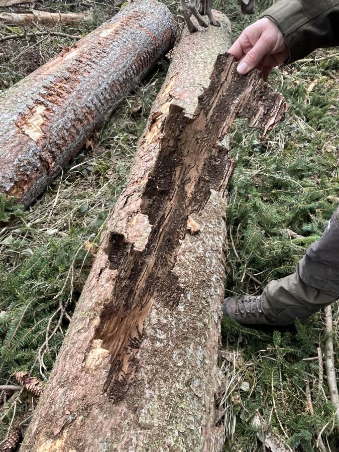 Ein durch Borkenkäferbefall geschädigter Baumstamm