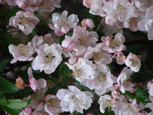 Frühlingsblüten