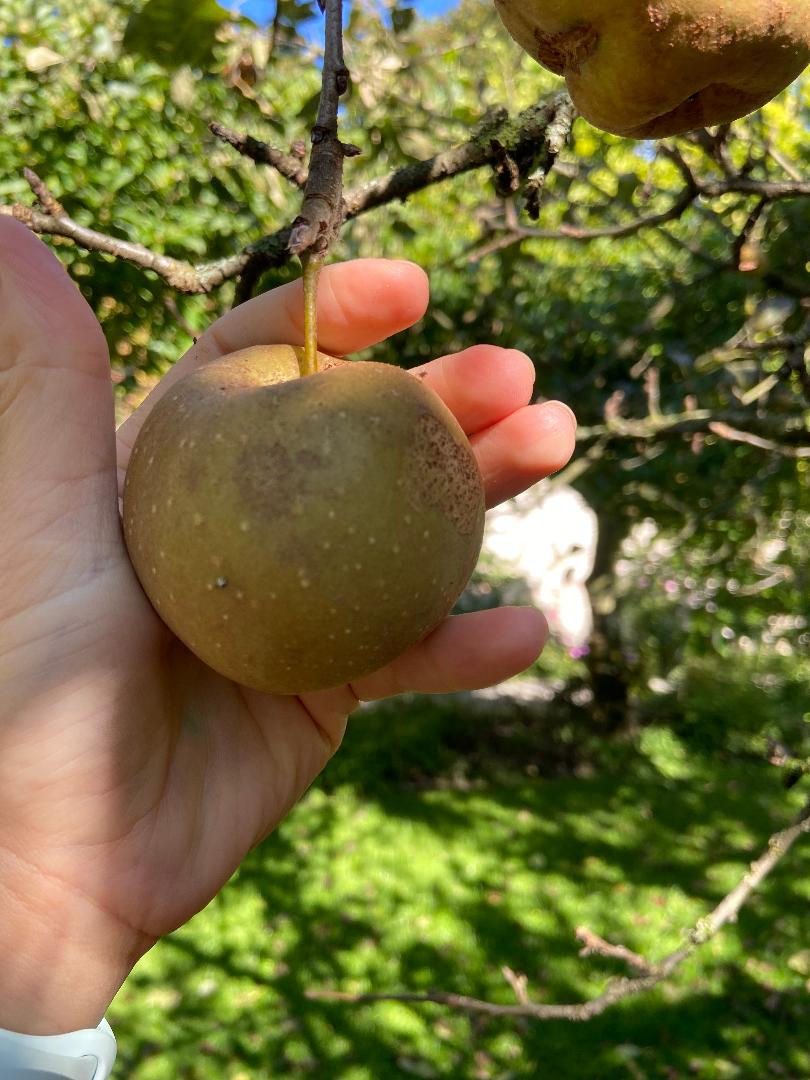 Apfel in der Hand