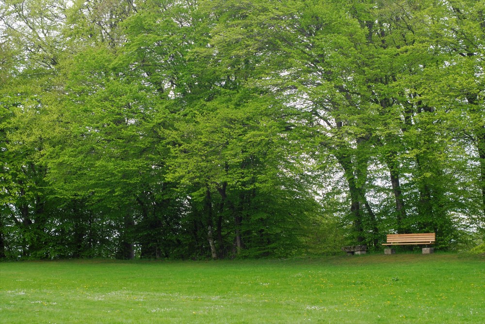 Bank im Grünen am Petersberg - TABOR