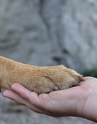 Hand und Pfote
