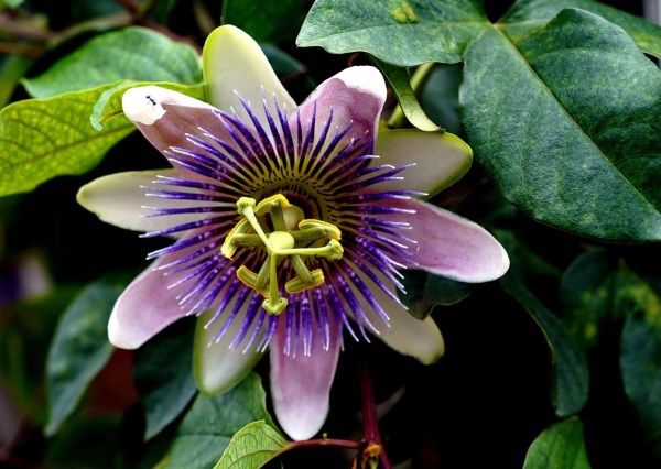 Blüte der Passionsfrucht