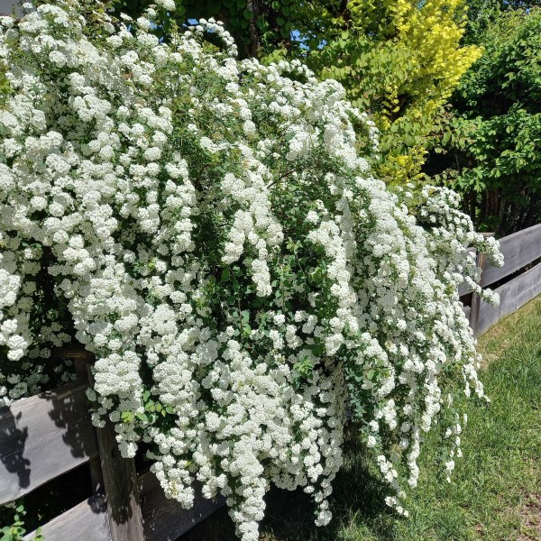Blumen