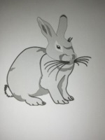 Bild Hase