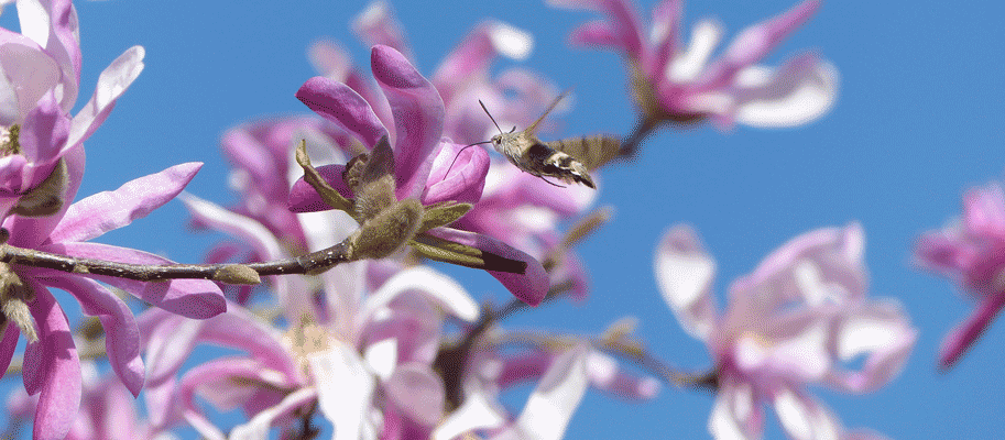 Magnolienblüten