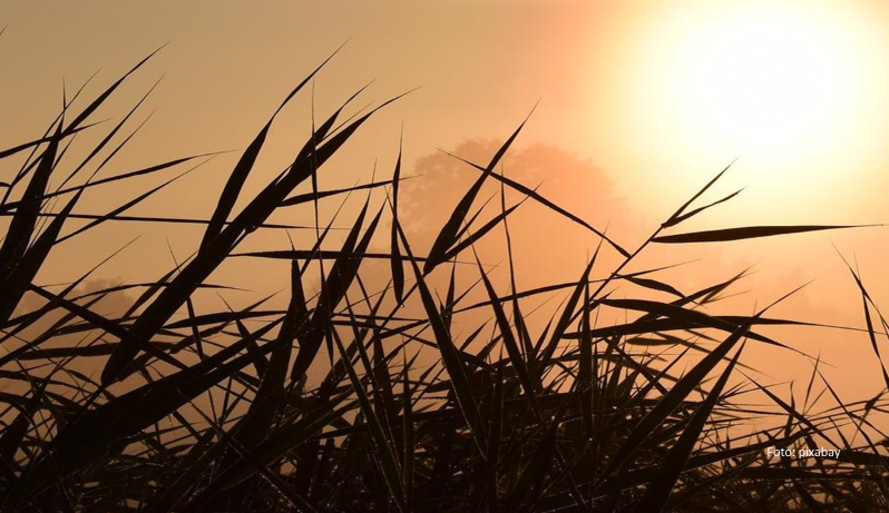 Sonnenuntergang in Gelb- und Brauntönen, davor dunkle Gräser
