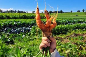 Eine Hand hält ein Bund Möhren auf einem Feld in die Höhe vor einem blauen Himmel
