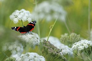Schmetterling auf Blume