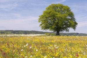 Baum auf Blumenwiese