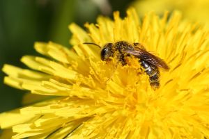 Biene auf Blüte