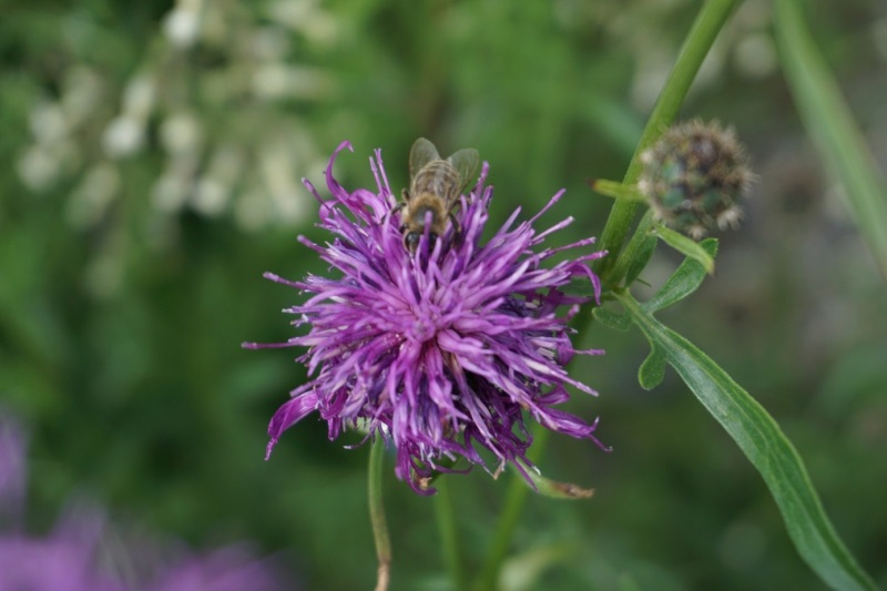 Lila Flockenblume auf der eine Biene sitzt