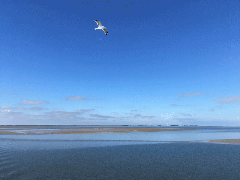 Moeve im Flug