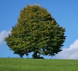Baum