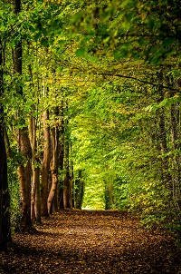 Waldweg