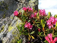 Alpenrose