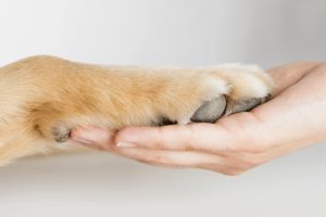 Hundepfote liegt in Menschenhand