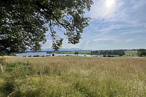 Wiese mit Bäumen und See
