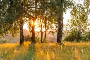 Wald im Sonnenschein im Taunus