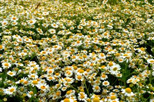 Blumenwiese