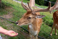 Wildpark