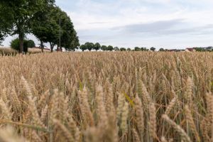 Reifes Getreidefeld am Dorfrand