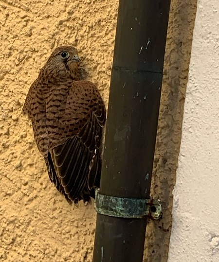 Turmfalke 01 2025