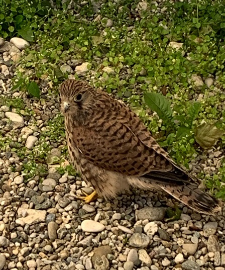 Turmfalke 02 2025