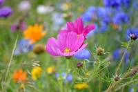 Bild Vaterunser Blumenwiese 25