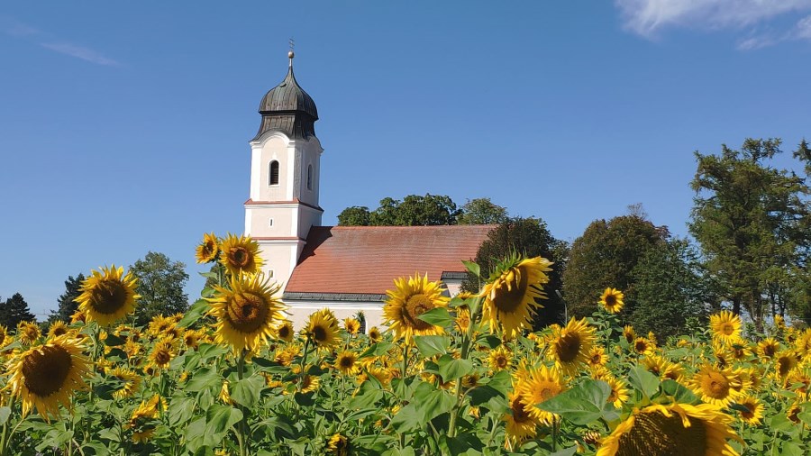 St. Leonhard Sonnenblumen