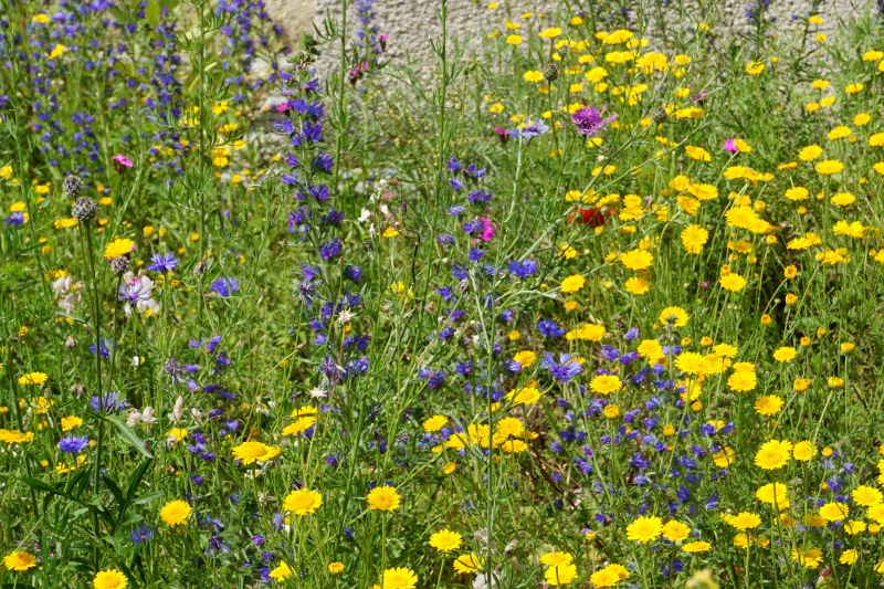 Blumen auf der Blühwiese an der Pfarrkirche Maria Schutz
