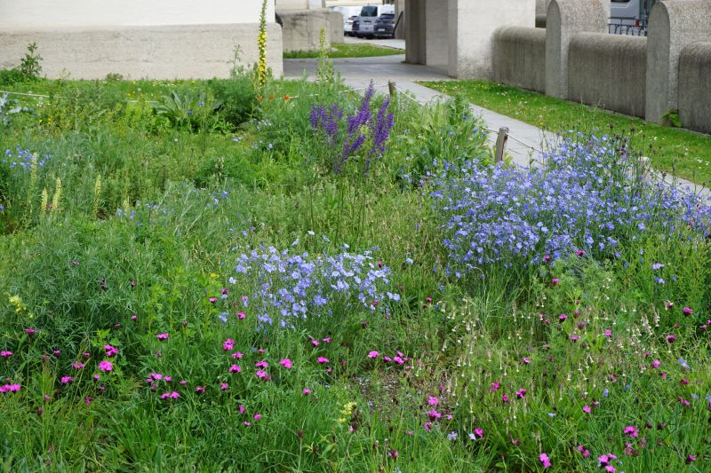 Blumen auf der Blühwiese an der Pfarrkirche Maria Schutz