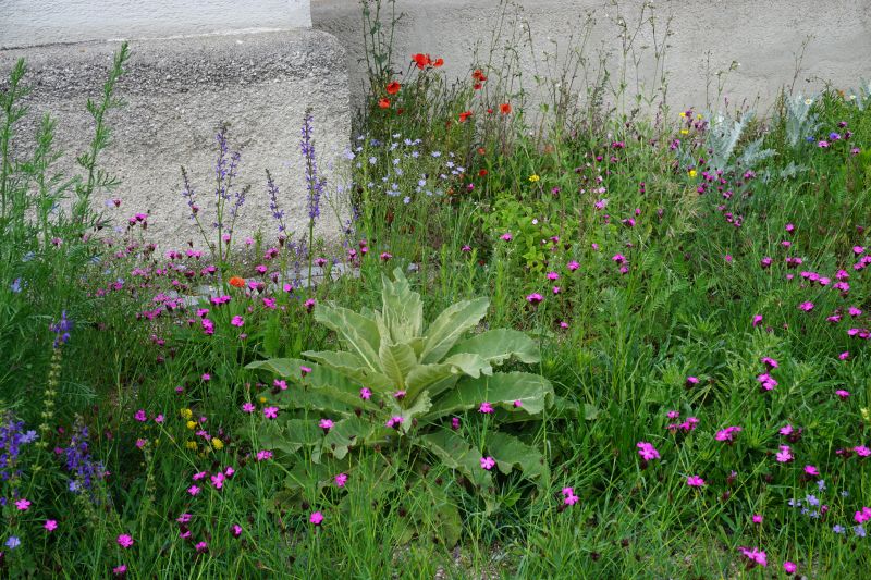 Blumen auf der Blühwiese an der Pfarrkirche Maria Schutz