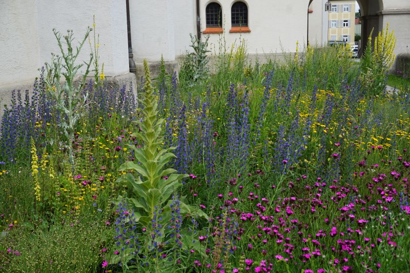 Blumen auf der Blühwiese an der Pfarrkirche Maria Schutz