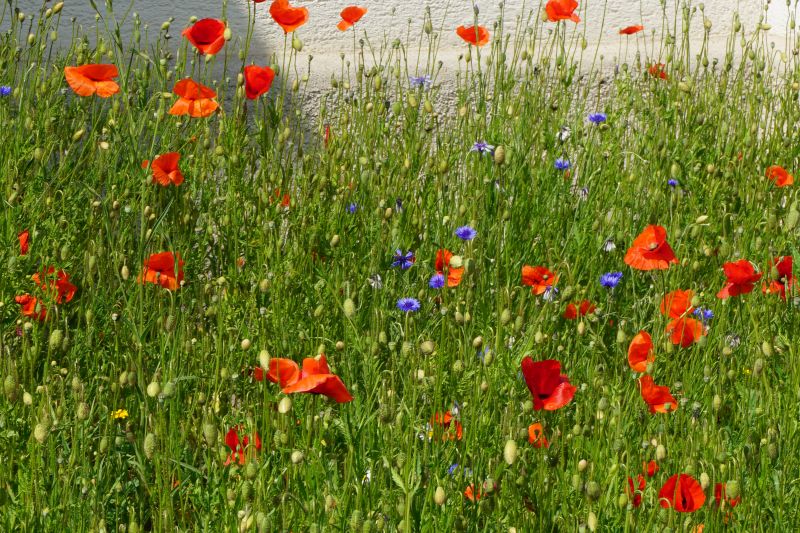 Blumen auf der Blühwiese an der Pfarrkirche Maria Schutz