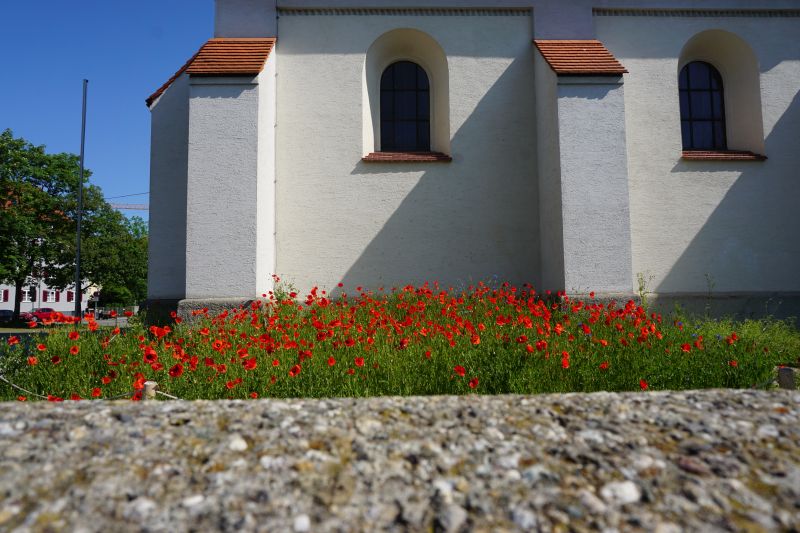 Blumen auf der Blühwiese an der Pfarrkirche Maria Schutz