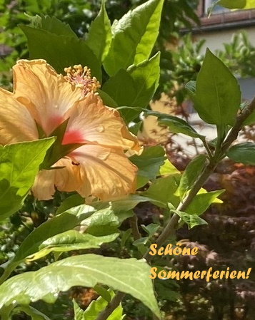 Hibiskusblüte