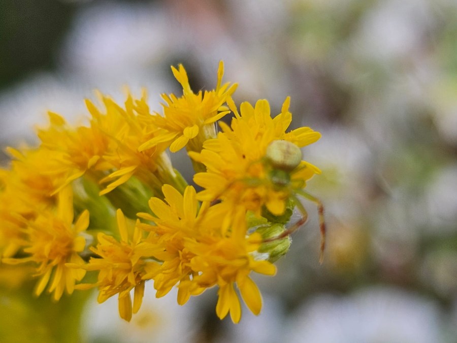 Sommerblume