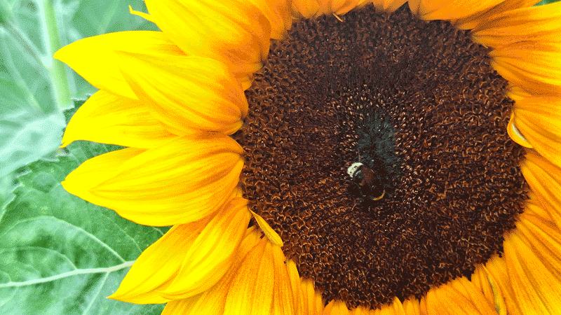 Sonnenblume