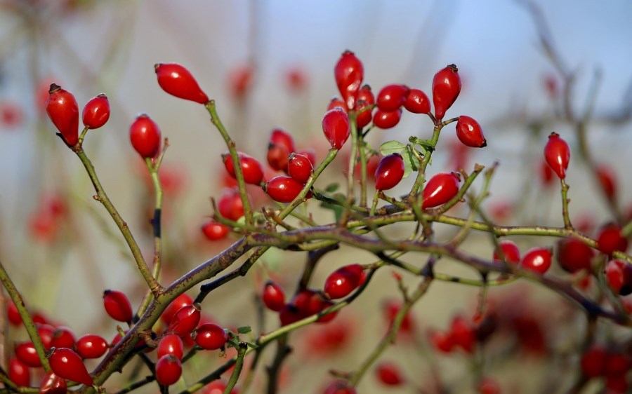 Hagebutten in einer Hecke