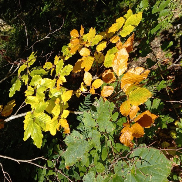 Herbstblätter