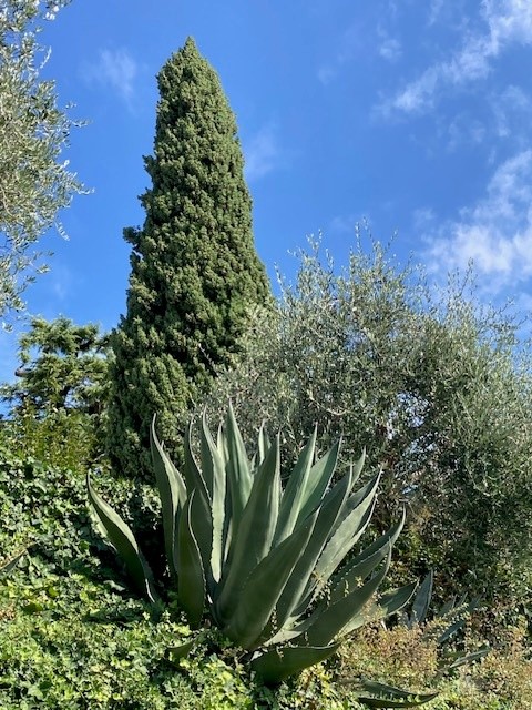 Pinie, Ölbaum; Agave