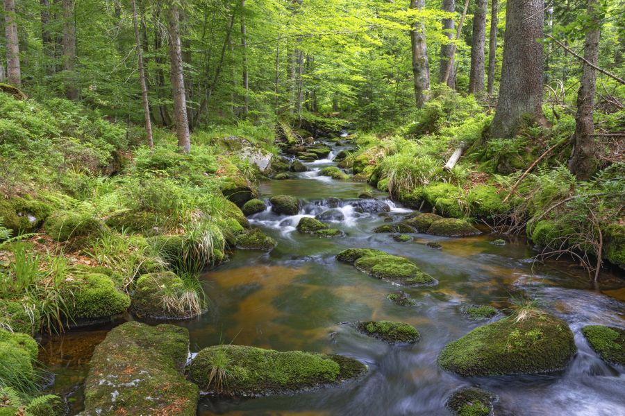 Kleine Ohe, natürlicher Waldbach im Nationalpark Bayerischer Wald