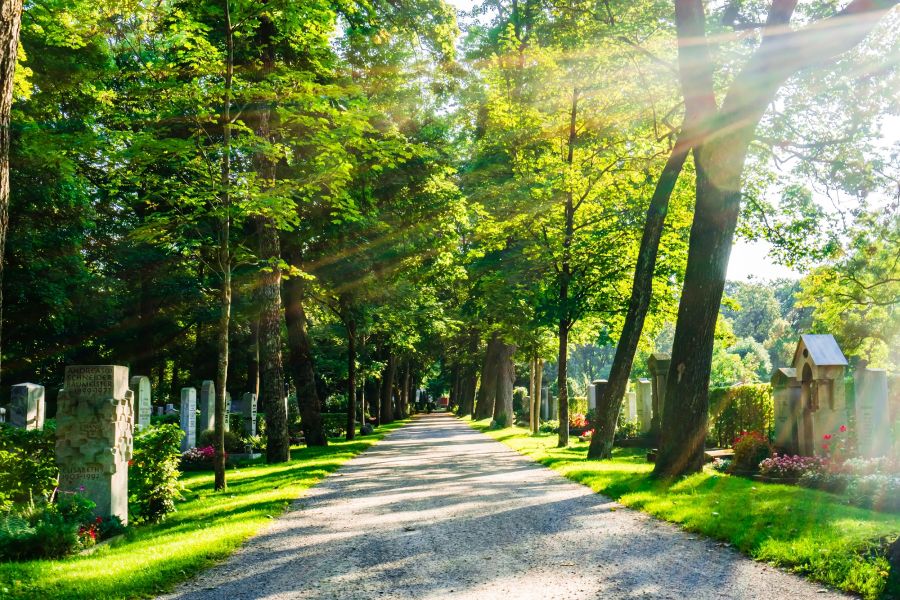 Friedhof mit Baumallee im Sonnenlicht