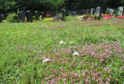 Blumenwiese auf einem Friedhof