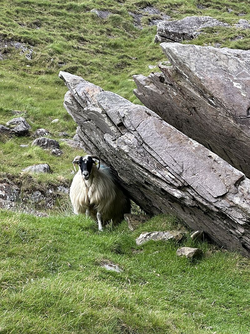 Zittern<br/>Schaf<br/>Adventskalender