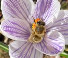 Coverbild_Schlossbienen_23.07.26
