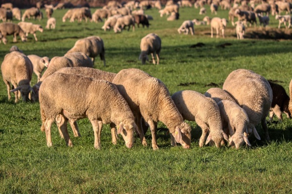 flock-of-sheep-4746160_1280