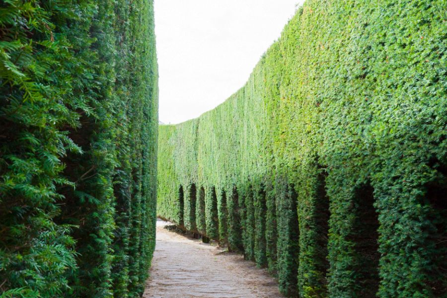 Weg und Hecken im Labyrinth