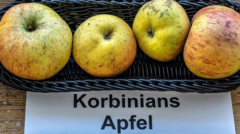 Korbiniansapfel
